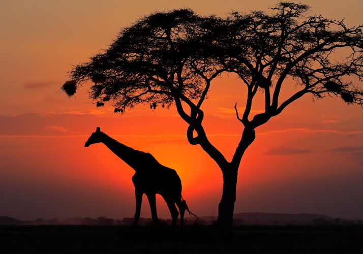 SOHAF Kenya